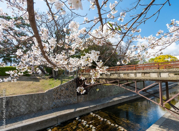 Obraz 兵庫県西宮市 春の夙川公園 川添橋