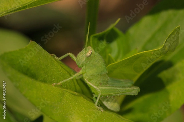 Obraz grasshopper on green leaf