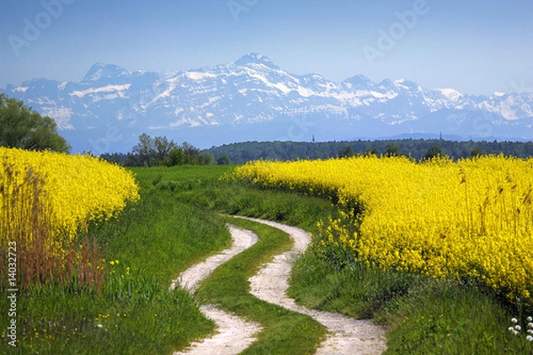 Obraz Rapsfeld vor Alpen