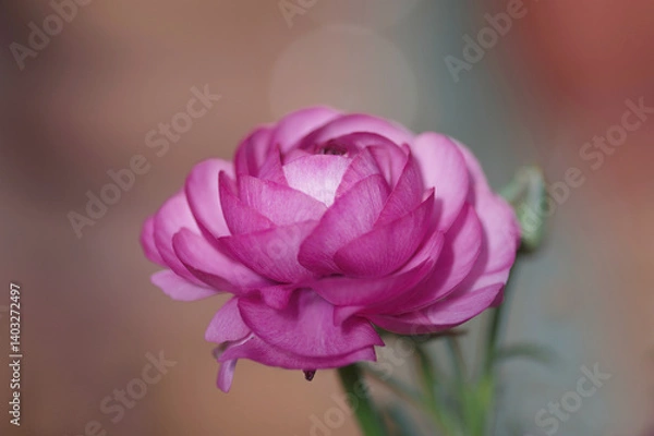 Obraz pink ranunculus