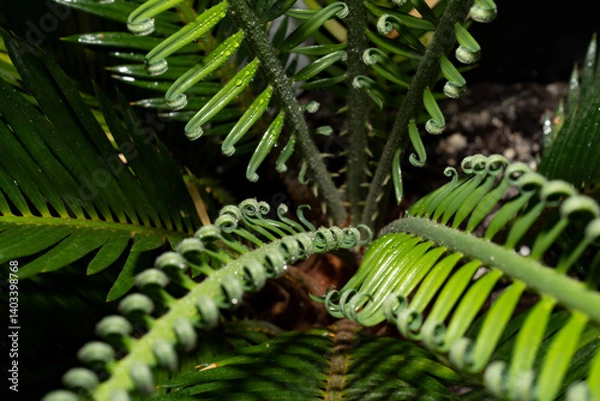Fototapeta Young folded leaves of the Cycas revoluta cycad in the unfolding phase