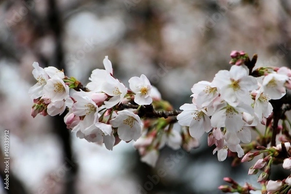 Fototapeta Wuhan University，cherry