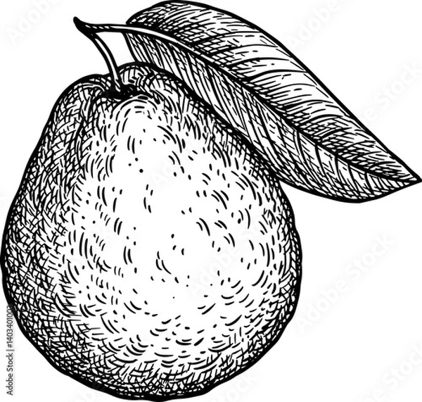 Obraz Guava with leaf ink sketch