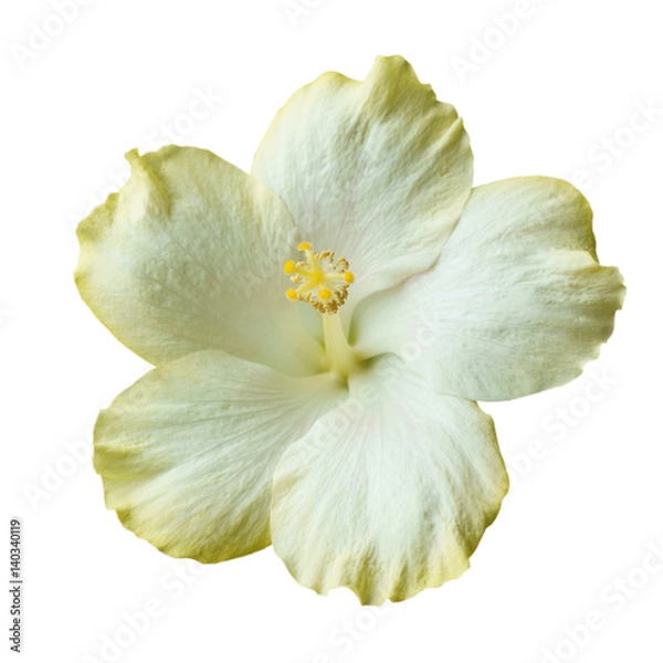 Obraz White Hibiscus on white background with path
