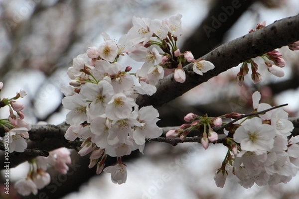 Fototapeta Wuhan University，cherry