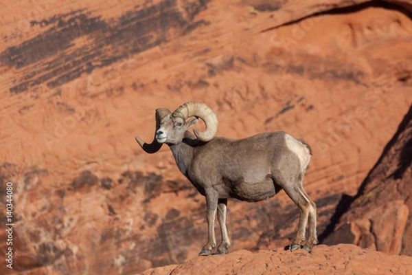 Fototapeta Desert Bighorn Sheep Ram in Red rocks