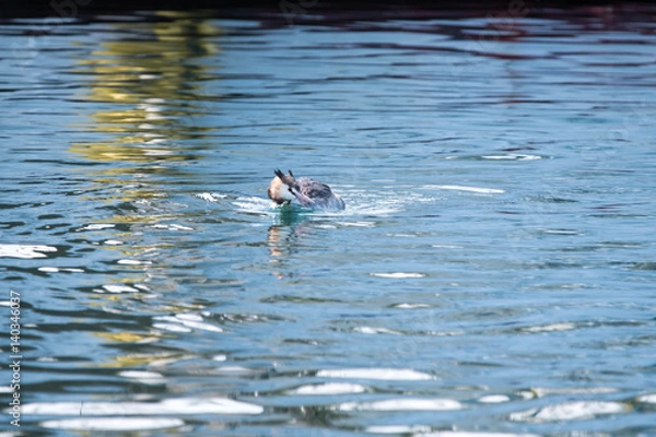 Obraz 野鳥　水鳥　カンムリカイツブリ