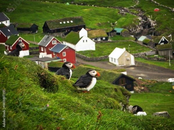 Fototapeta Puffin pair over the typical faroese picturesque village of Mykines with colorful nordic houses and small church raising from green grassy terrain evokes remotennes life at the edge of Atlantic ocean 
