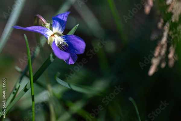 Obraz blue iris flower