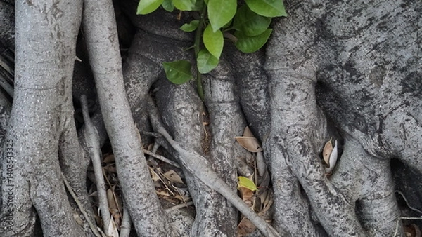Fototapeta THE ROOT OF A CREEPING TREE FOUND ON THE SIDEWALK
