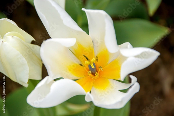 Fototapeta selective close-up white tulip