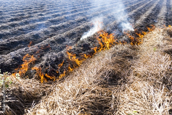 Fototapeta Burning of remains in agricultural cultivation