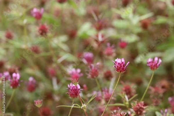 Fototapeta Tomcat Clover, Trifolium Willdenovii, an appealing native synoecious annual herb displaying axillaterminal subcapitate raceme inflorescences during Spring in the Santa Monica Mountains.