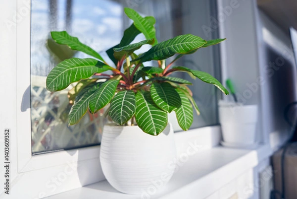Obraz Milkweed combed in a white pot on the background of a window in sunny weather on the balcony. The concept of home gardening and spring care of indoor plants. High quality photo