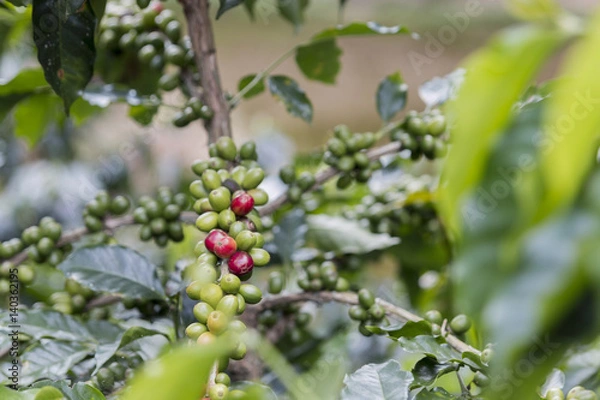 Obraz Coffee beans on the tree