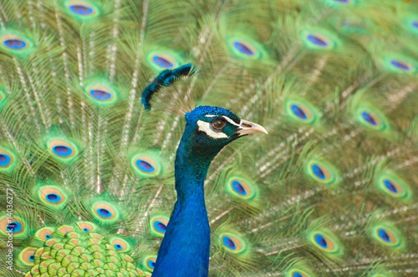 Obraz Indian Peafowl,