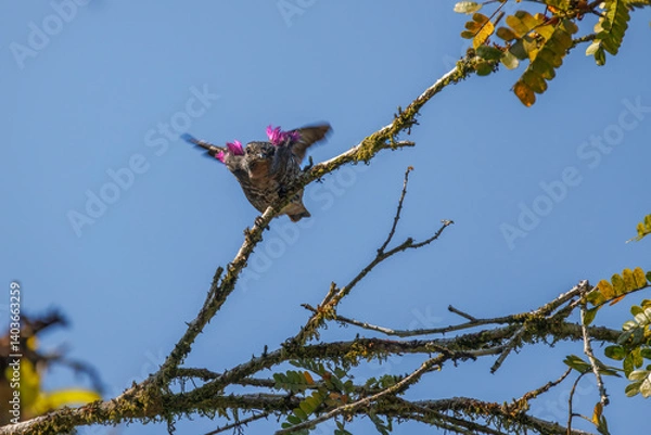 Obraz A small bird displaying tufts of purple feathers