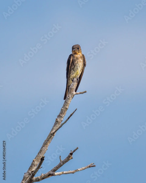 Obraz A tiny swallow rests on top of a tree branch