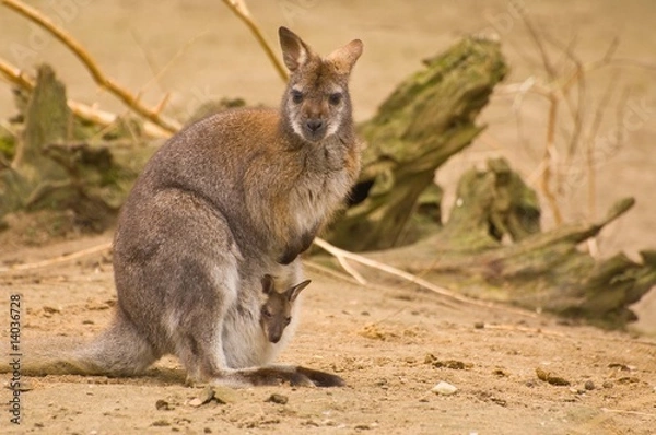 Obraz Bennet-wallabie