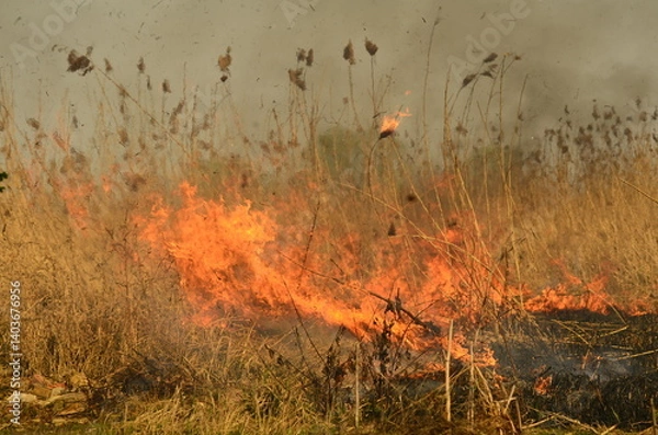 Obraz fire burn grass