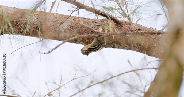 Fototapeta Himalayan Striped Squirrel perched on tree branch, cloudy sky backdrop, wildlife conservation photography.