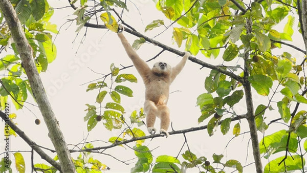 Fototapeta Gibbon hanging from tree branch in lush forest canopy, screaming. Lar gibbon or Hylobates lar, white-handed gibbon