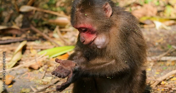 Fototapeta Stumptailed macaque (Macaca arctoides) curiously examining its hand in a natural forest environment, showing expressive facial details. Educational content on primate cognition and behavior.