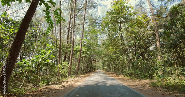 Fototapeta Serene forest road, tall trees, sunlight filtering through lush greenery, tranquil nature path.