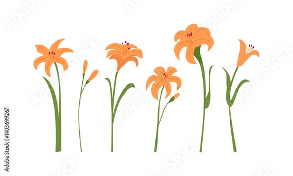 Fototapeta Set of various daylilies floral branches and leaves on isolated background. Botanical blossom vector flat illustration. Beautiful garden lily flowers