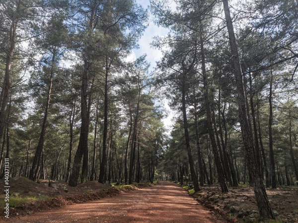 Fototapeta path in the forest
