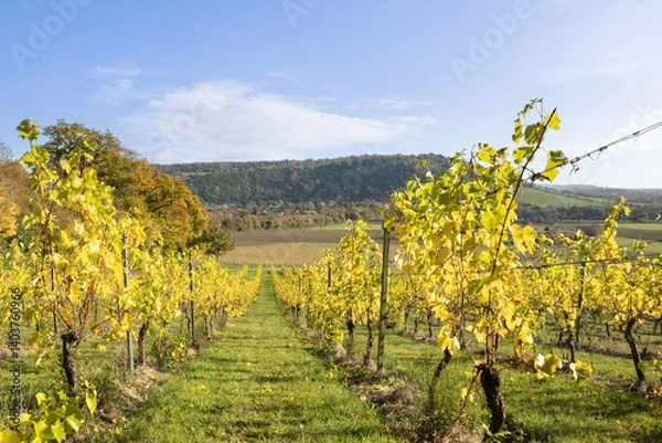 Fototapeta Vines on a sunny early morning in autumn pointing towards Box Hill in the Surrey Hills, Dorking