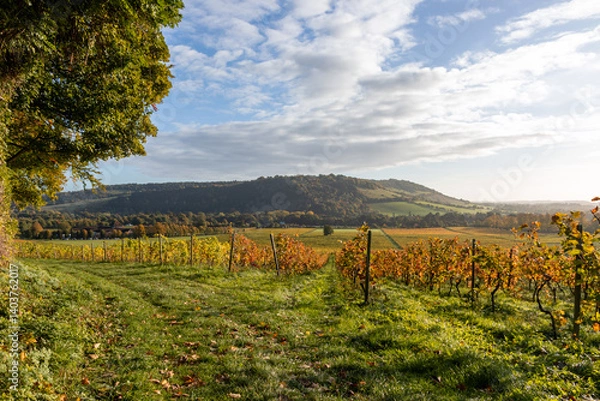 Fototapeta Colourful rows of vines after sunrise on a sunny morning in Autumn with a view towards Box Hill in Surrey Hills, near Dorking