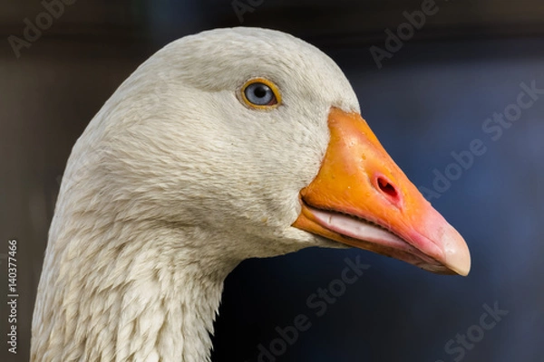 Obraz goose portrait