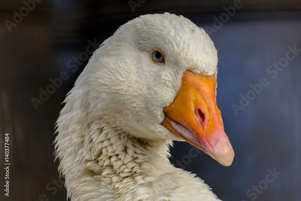Obraz goose portrait