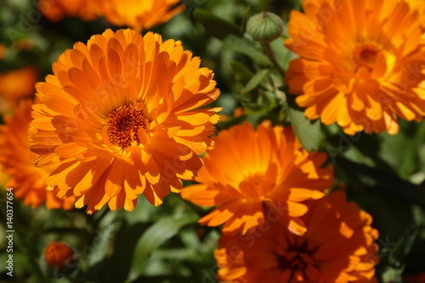 Obraz Calendula flowers on the sunny summer day