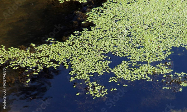 Fototapeta Lesser duckweed (Lemna minor) grows wild in a reservoir