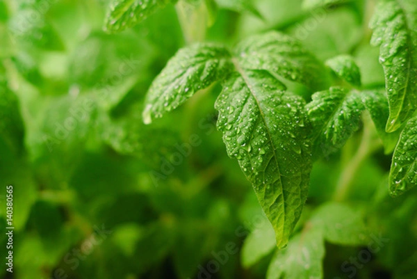 Obraz Seedling tomato on a black background