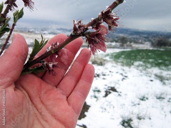 Fototapeta            Agronomist showing young tree flowers covered with snow during an unexpected spring frost in the garden                                                   