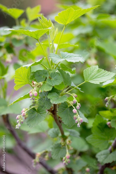Obraz Bushes of a flowering currant in the open air grow close up in the garden on the chernozem. Selective focus.