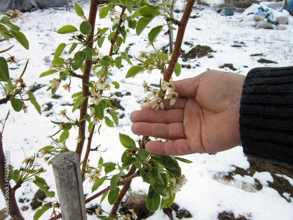 Fototapeta Young tree flowers were covered with snow during an unexpected spring frost in the garden