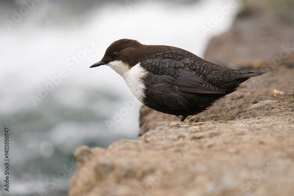 Fototapeta A small dark brown bird stands on the river bank. The white-throated dipper (Cinclus cinclus), also known as the European dipper or just dipper, is an aquatic passerine bird. Close-up.