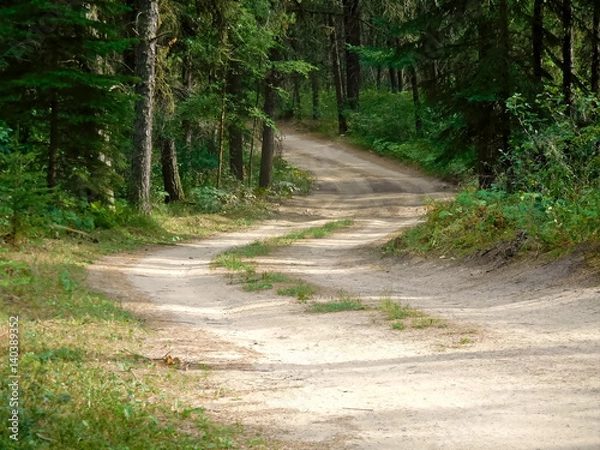 Fototapeta Windy road through a coniferous forest