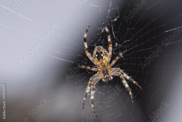 Obraz spider - Spinne