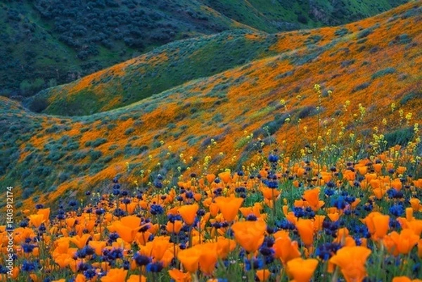 Fototapeta super bloom in the mountains