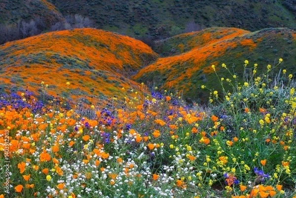 Obraz super bloom in the mountains