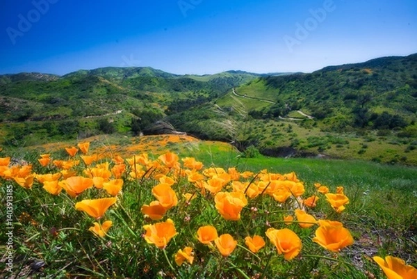 Fototapeta spring in the mountains