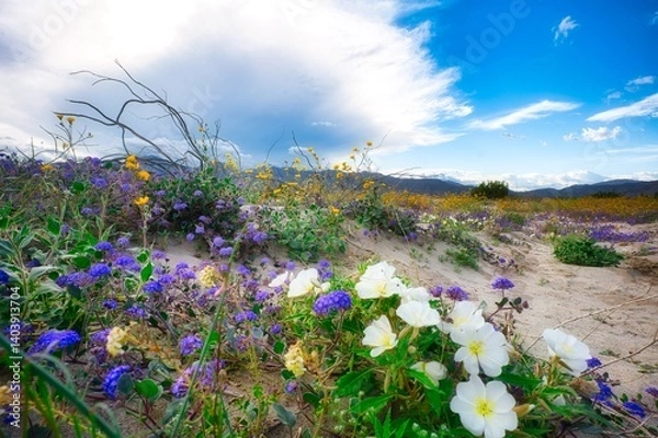 Fototapeta field of flowers in the desert with dramatic cloud