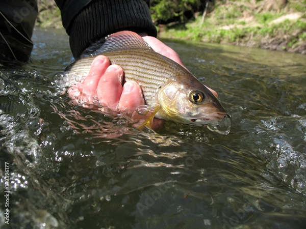 Fototapeta Grayling in the hand of an angler. Caught on a fly in a wild river