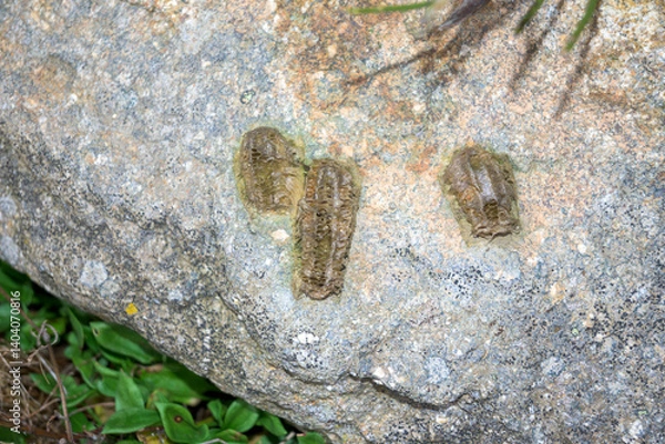 Fototapeta Animal droppings on a stone to track and identify it