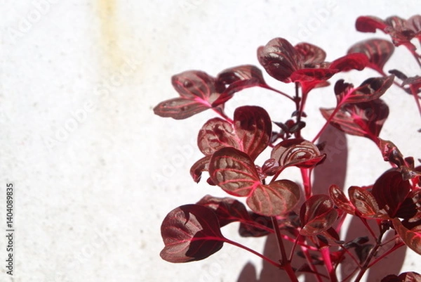 Obraz Iresine herbstii, or Herbst's bloodleaf Against a Textured Neutral Background